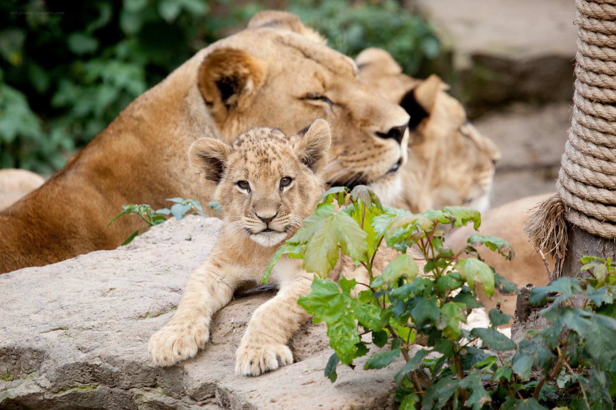 Lion cub with mother