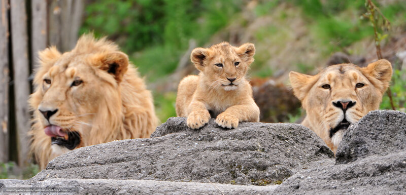 Lion Cub with Parents