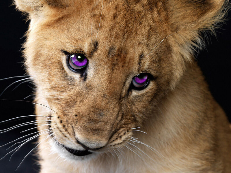 Lion Cub with Purple Eyes