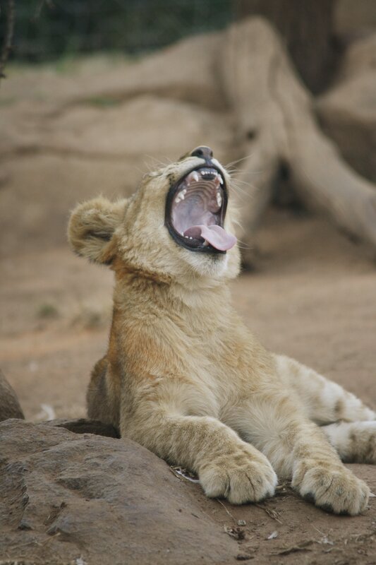 lion cub yawning