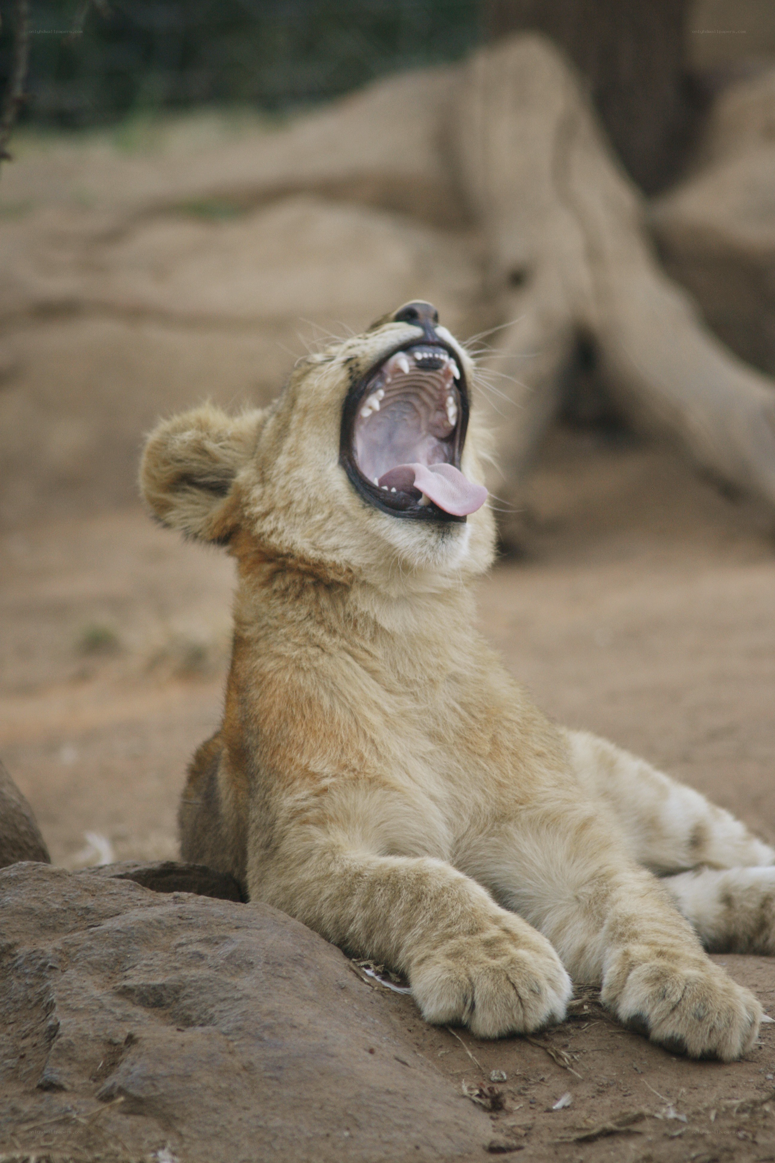 lion cub yawning