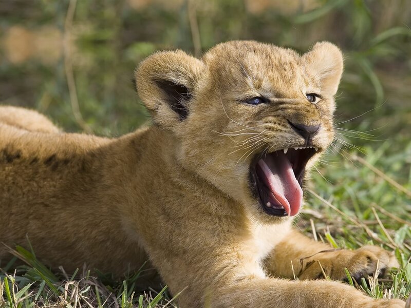 Lion Cub Yawning — Brown, Active, Afternoon, Photograph