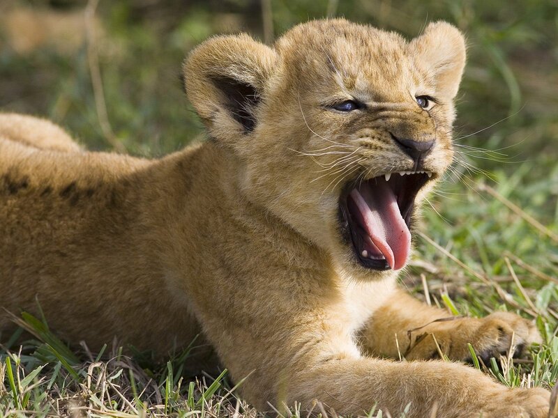 Lion Cub Yawning — Brown, Calm, Afternoon, Photograph, Grass