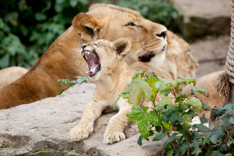 Lion Cub Yawning — Brown, Calm, Afternoon