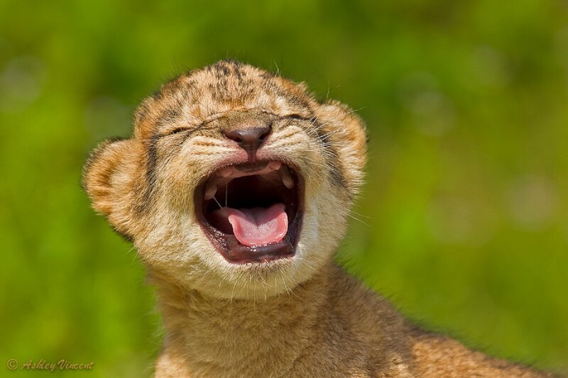 Lion Cub Yawning — Brown, Calm
