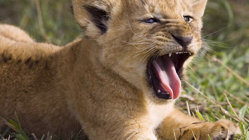 Lion Cub Yawning — Brown, Natural, Afternoon, Photograph, Grass