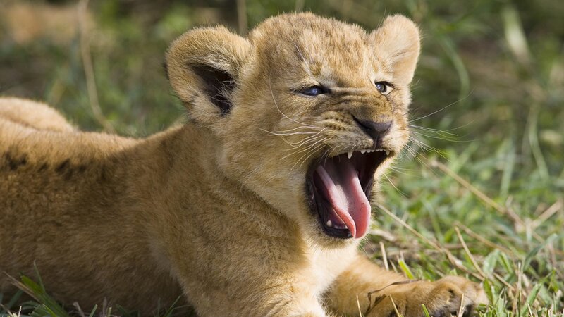 Lion Cub Yawning — Brown, Natural, Afternoon, Photograph