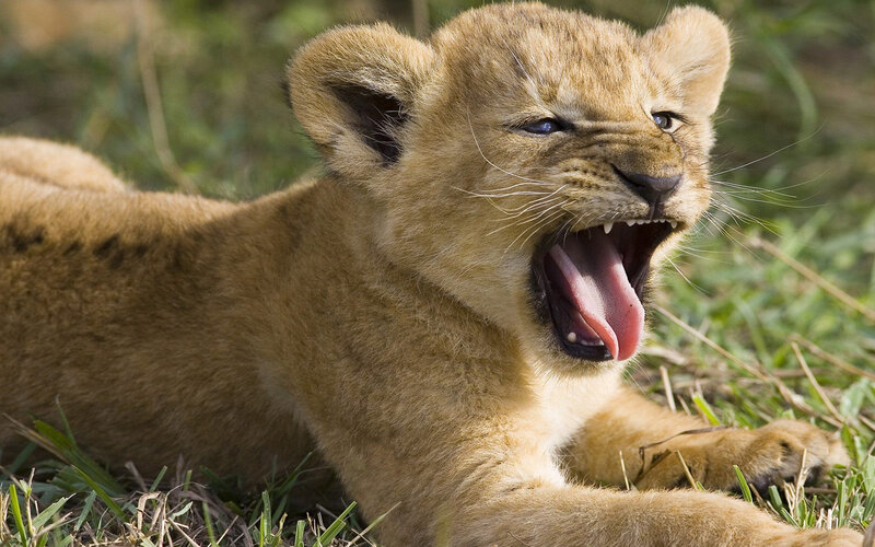Lion Cub Yawning — Brown, Natural