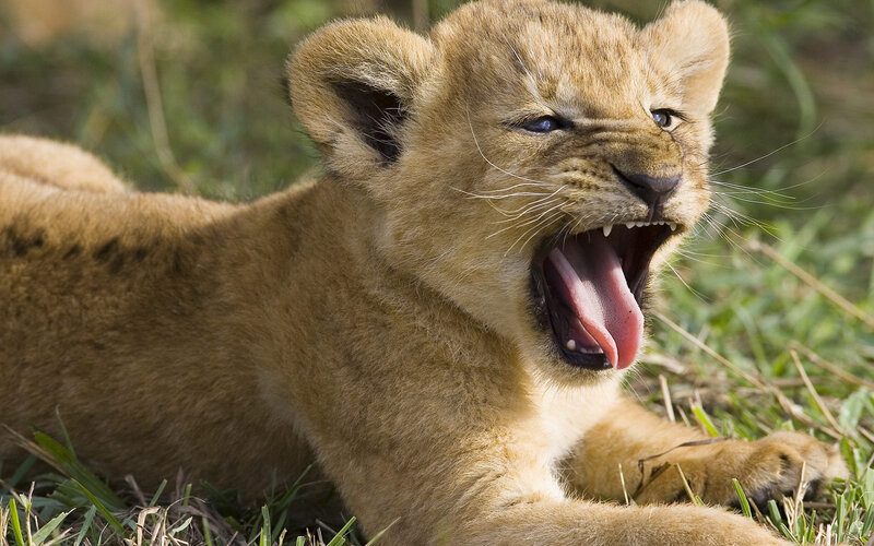 Lion Cub Yawning — Brown