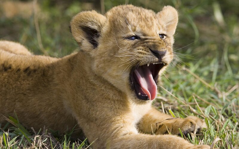 Lion Cub Yawning — Calm