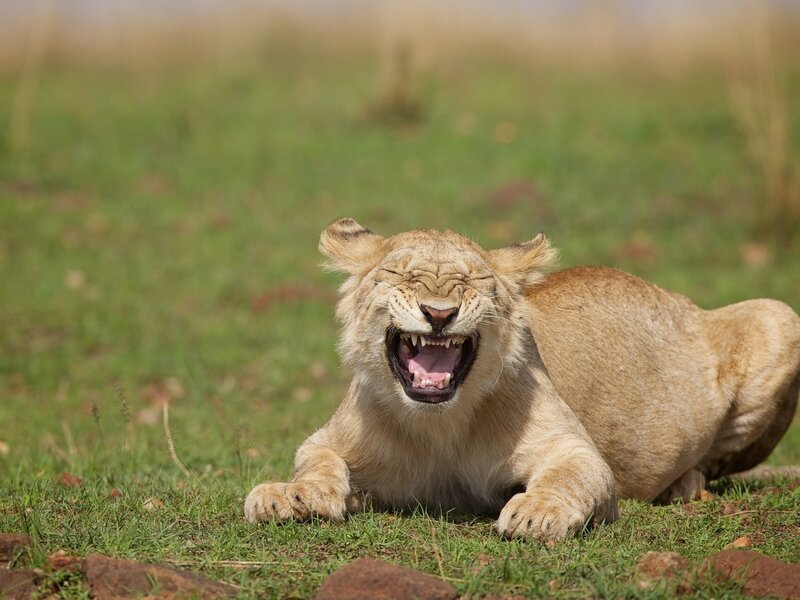 Lion Cub Yawning — Green