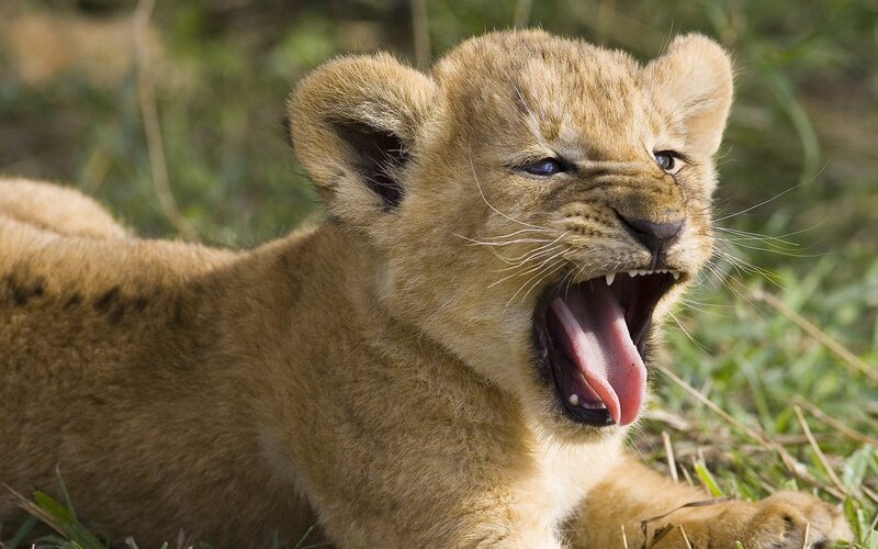 lion cub yawning in grass