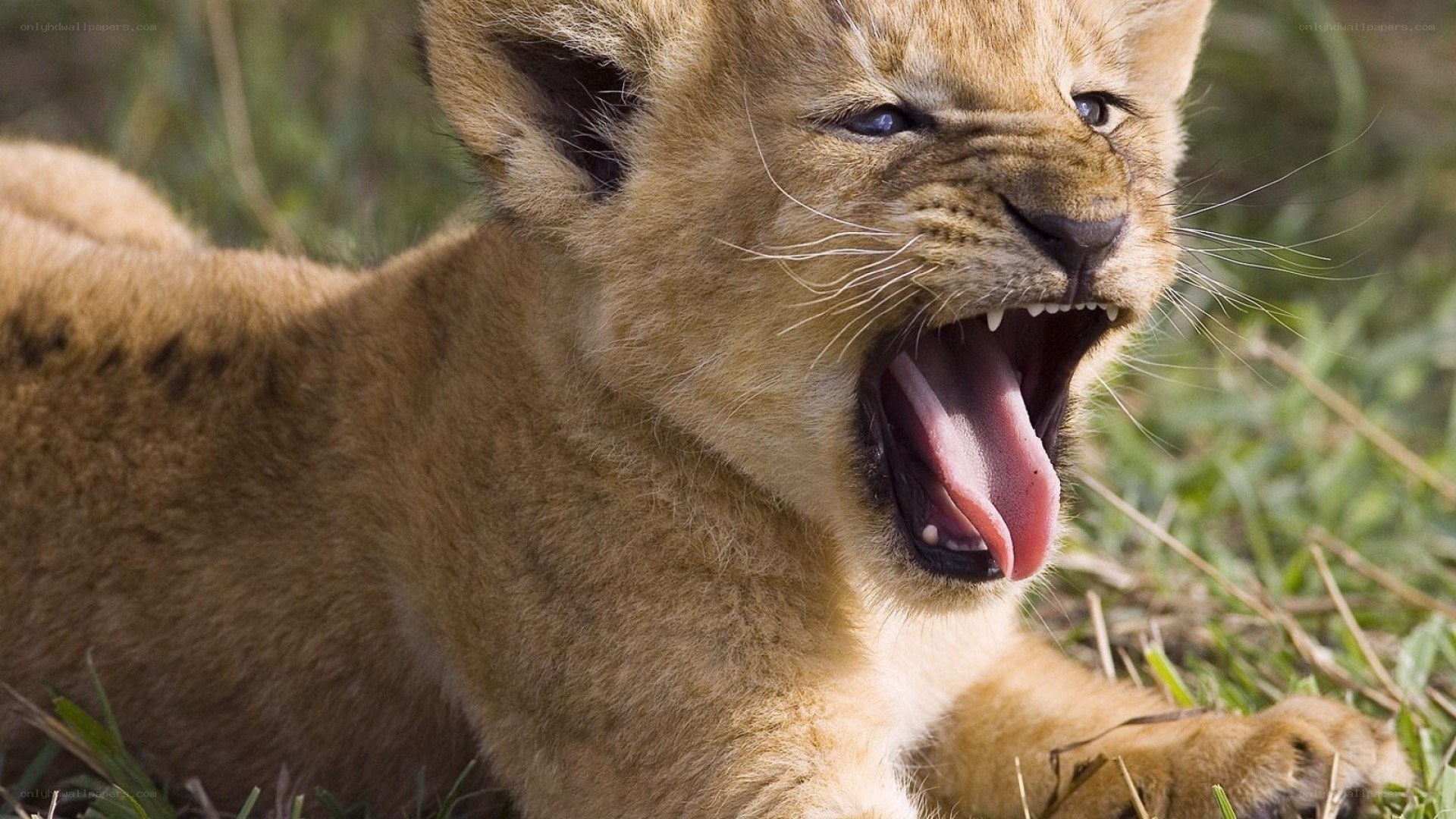 lion cub yawning in grass