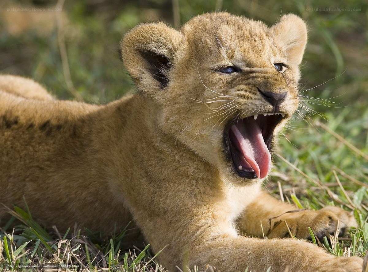 lion cub yawning in grass