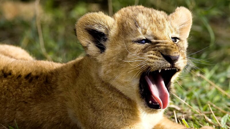 lion cub yawning