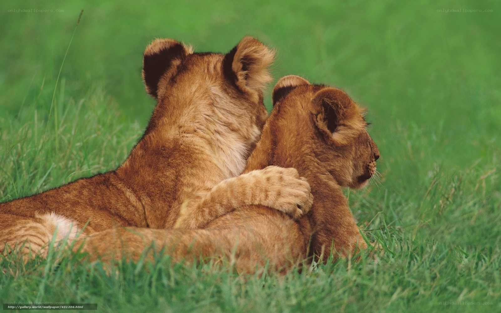 Lion cubs cuddling in grass