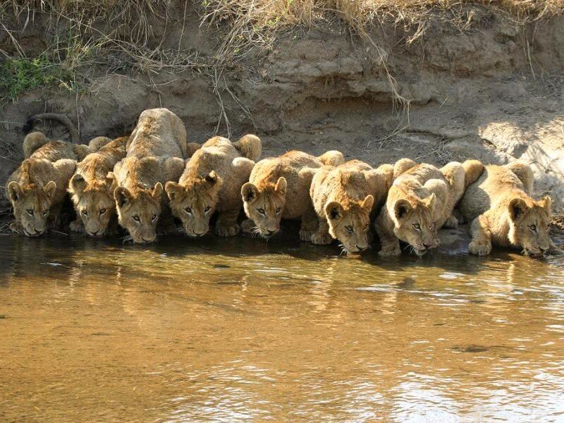 lion cubs drinking water