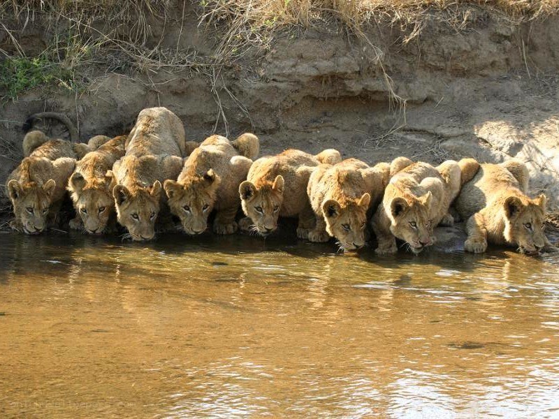lion cubs drinking water
