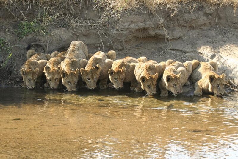 Lion Cubs Drinking Water — Brown