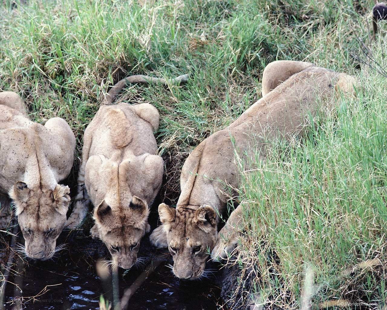 Lion cubs drinking water