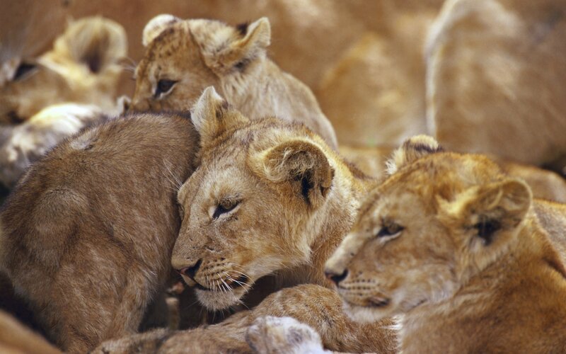Lion cubs huddled together