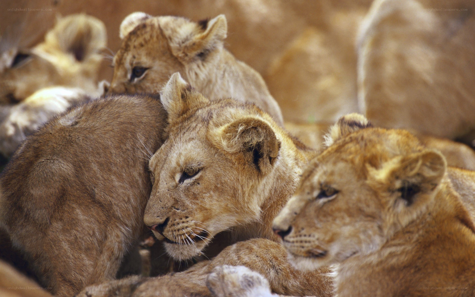 Lion cubs huddled together