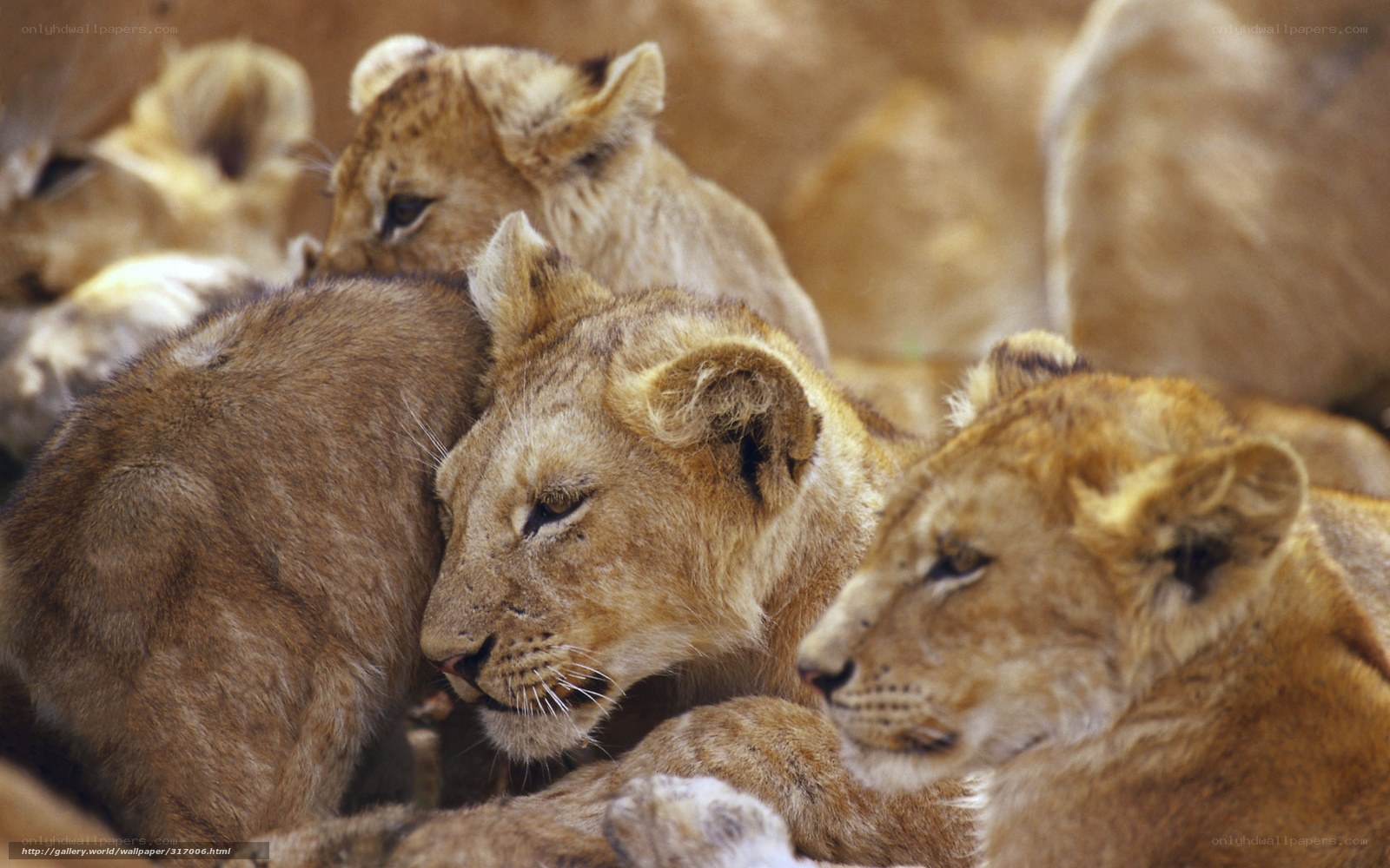 Lion cubs huddled together