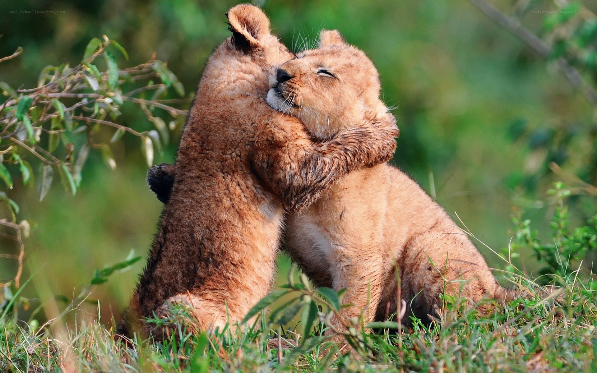 Lion cubs hugging in grass
