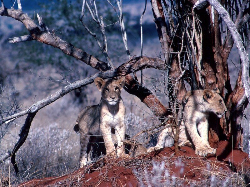 Lion cubs in a tree