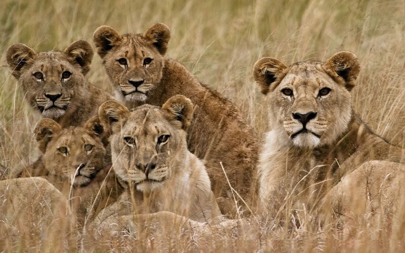 Lion Cubs in Grass — Brown, Alert