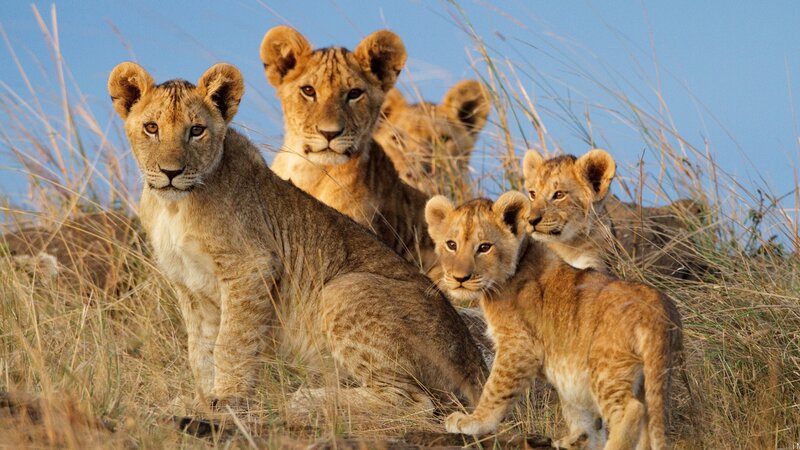 Lion Cubs in Grass — Brown, Calm