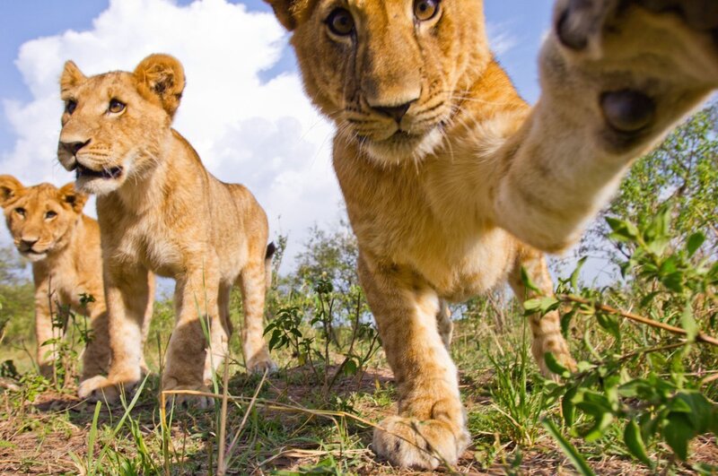 Lion Cubs in Grass — Brown, Curious