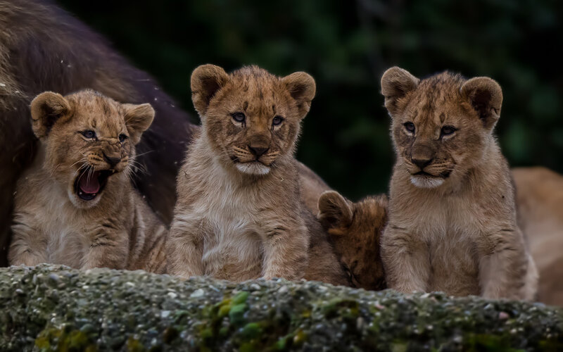 Lion Cubs in Grass — Brown, Natural