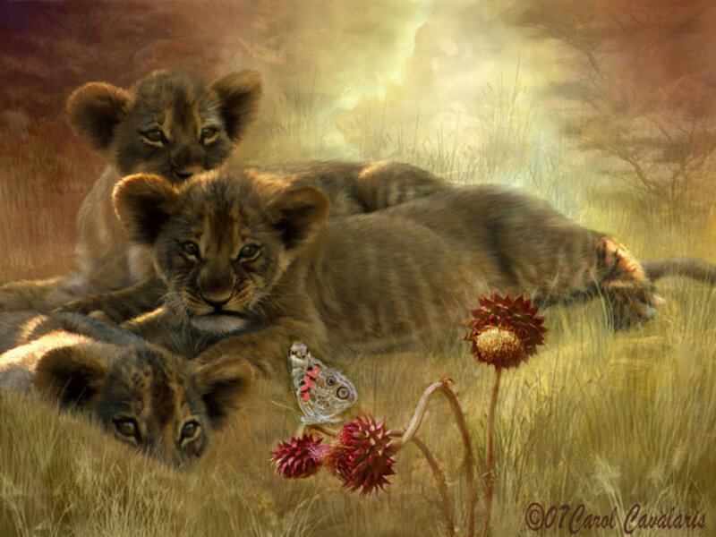 Lion Cubs in Grass — Brown, Serene