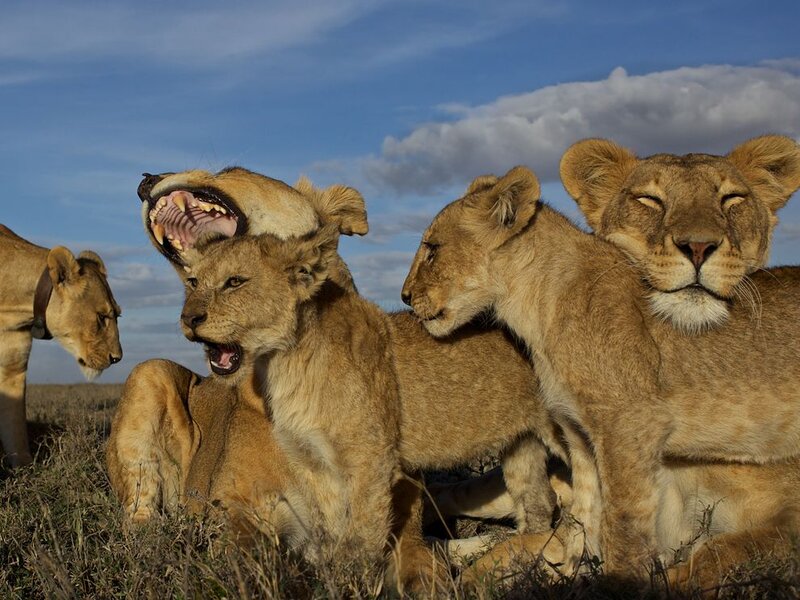 Lion Cubs in Grass — Brown