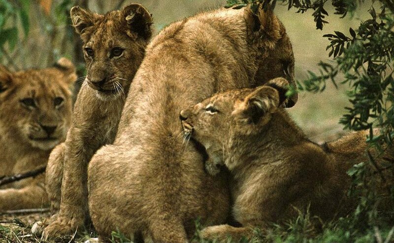 Lion Cubs in Grass