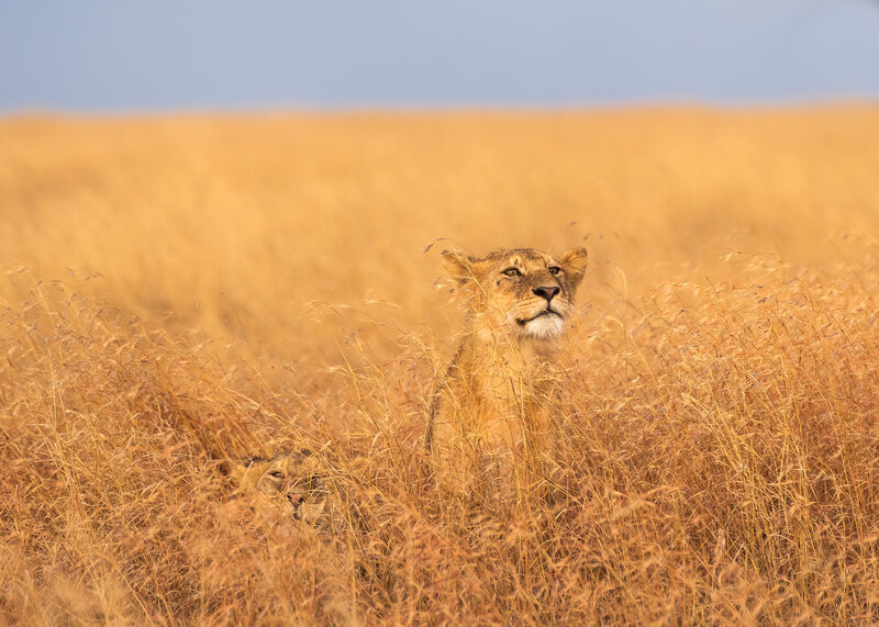 Lion Cubs in Grass — Yellow, Calm