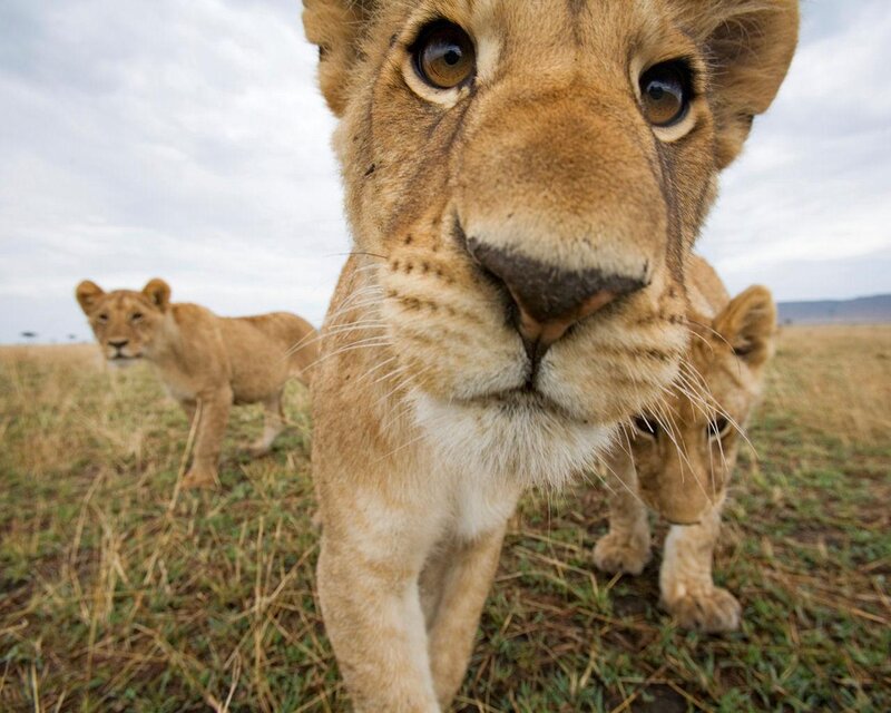 Lion Cubs in Grassland