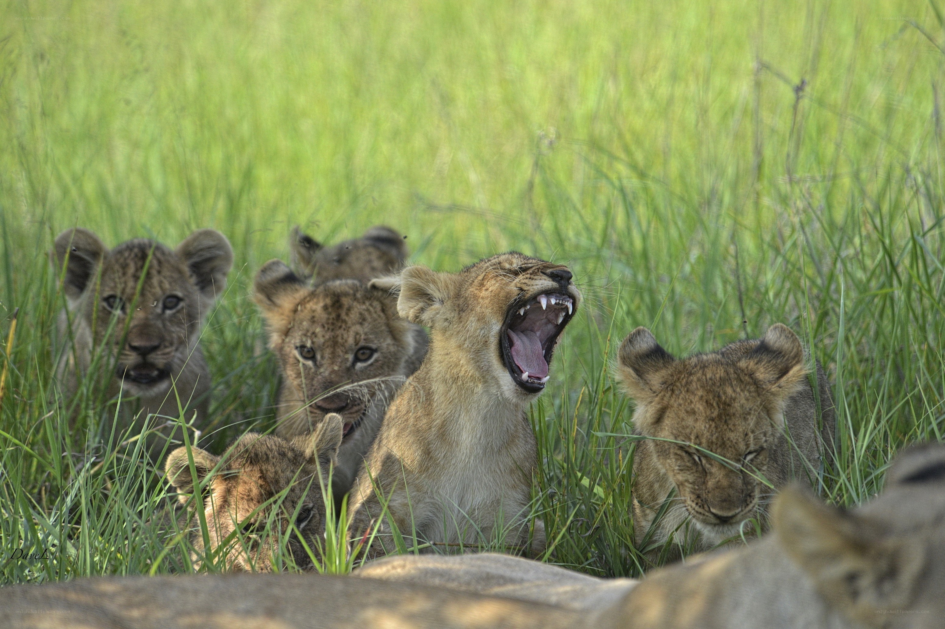 Lion cubs in tall grass