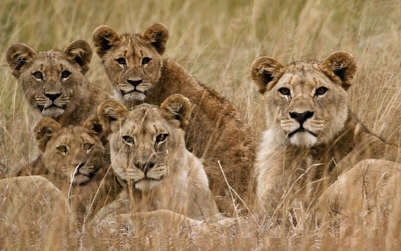 lion cubs in tall grass