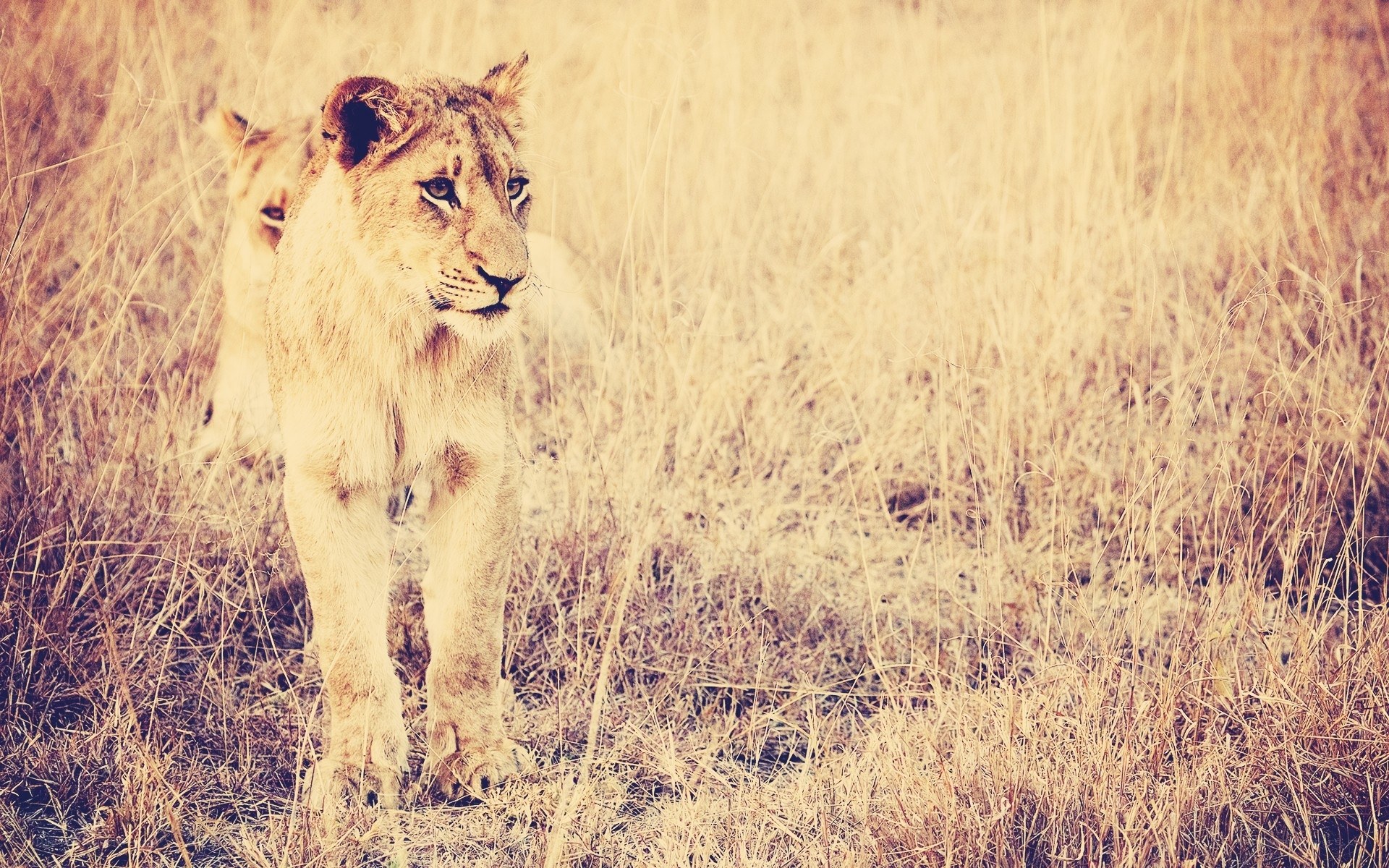 Lion cubs in tall grass