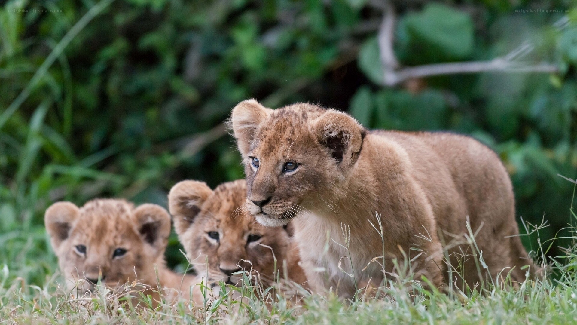 Lion cubs in the grass