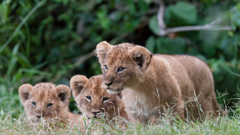 Lion cubs in the grass