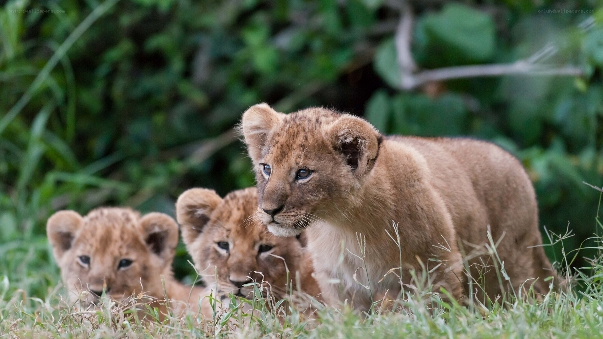 Lion cubs in the grass