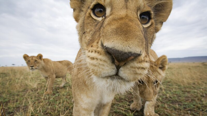 Lion cubs in the savanna