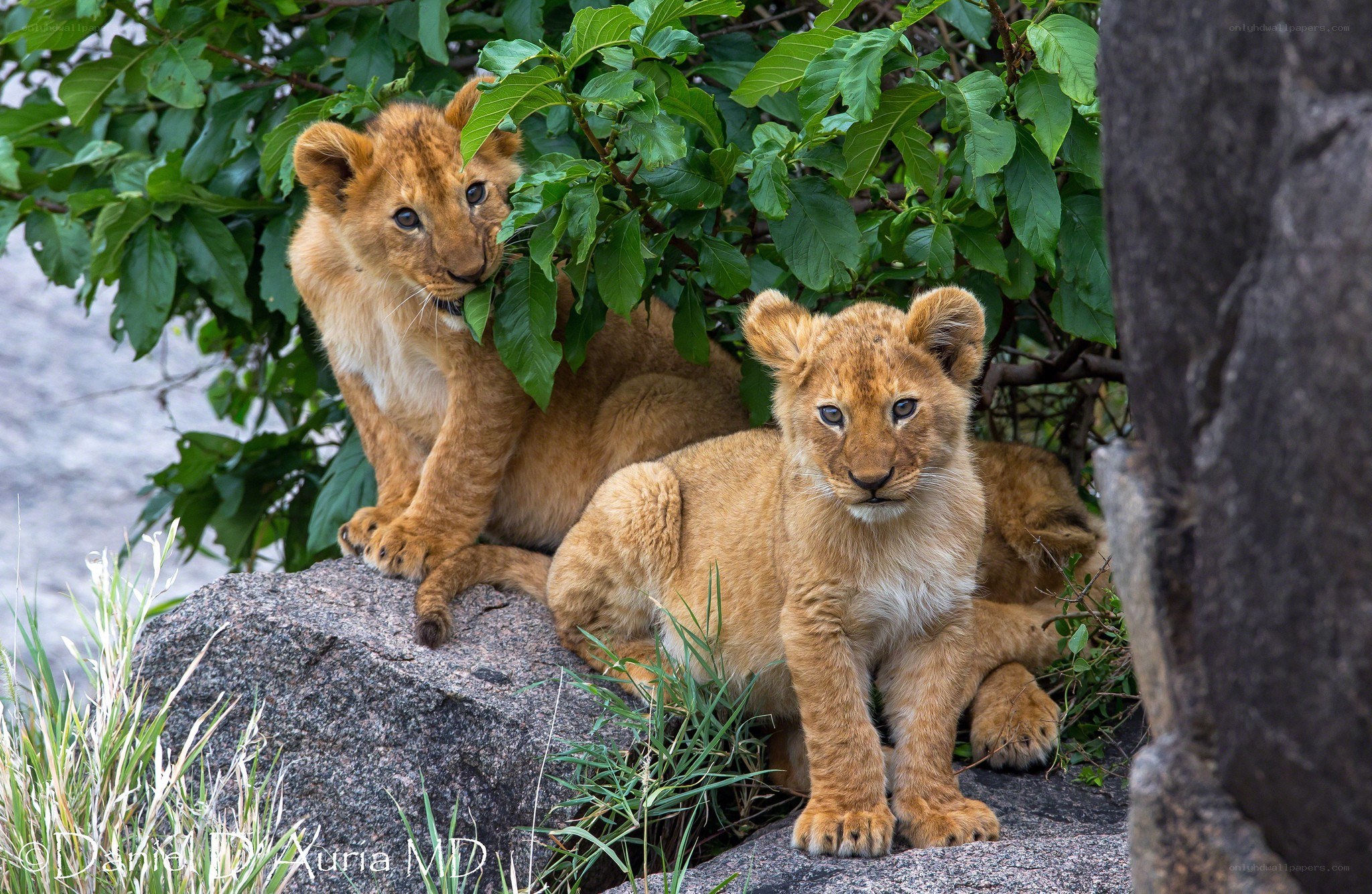 Lion cubs in the wild