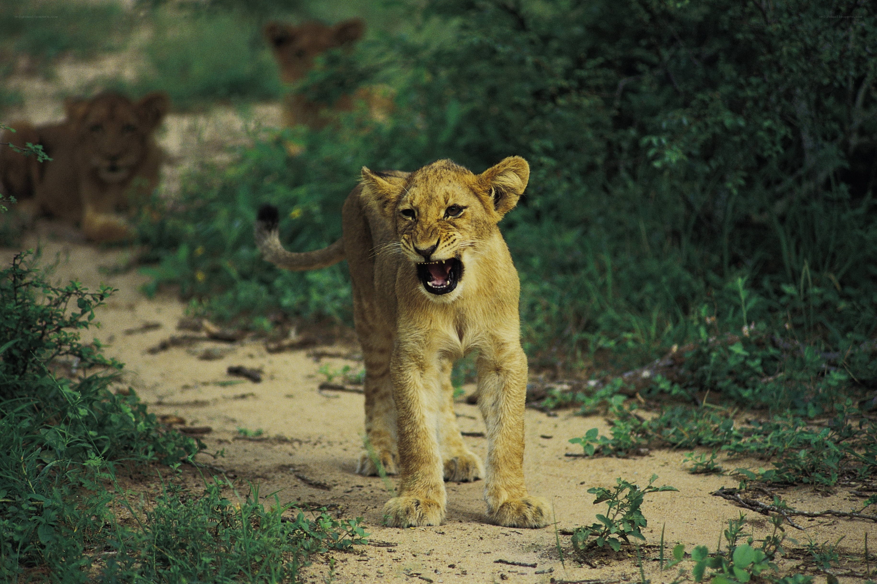 Lion cubs in the wild