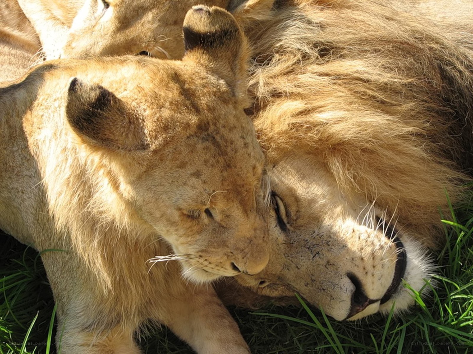 Lion cubs napping together