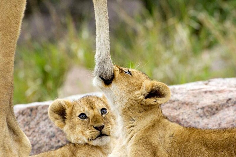 Lion Cubs Nursing