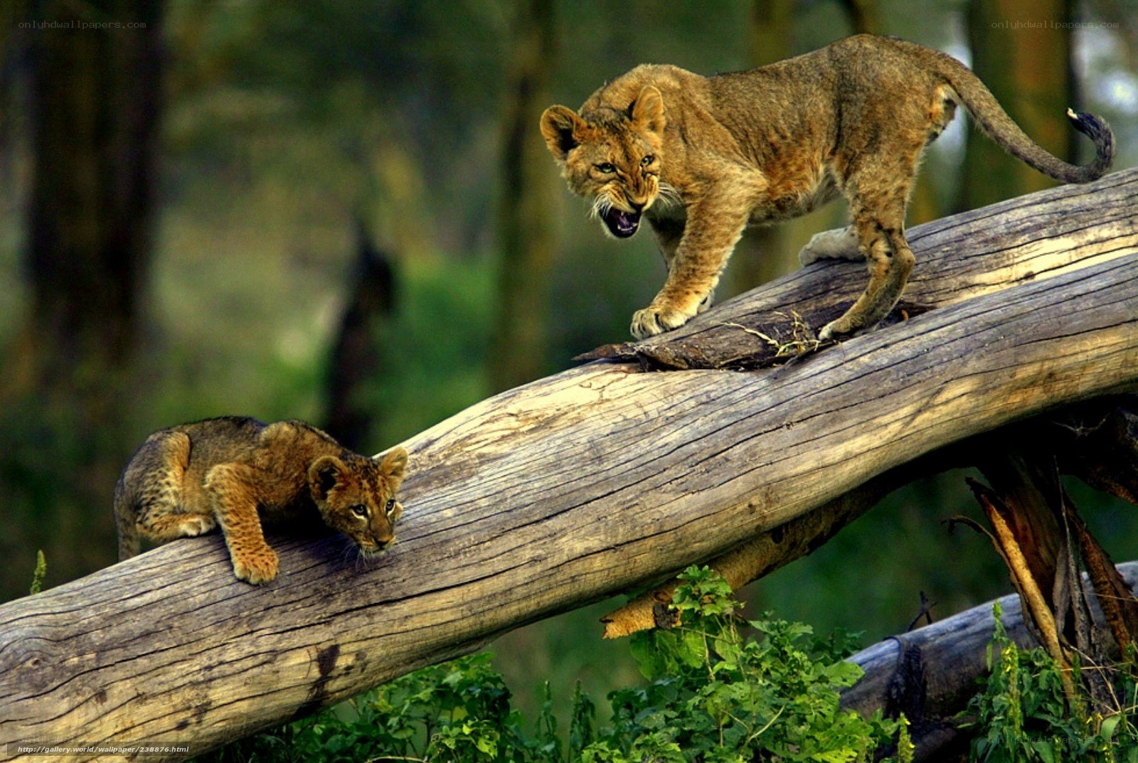 Lion cubs on a fallen log